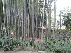 -缙云山景区