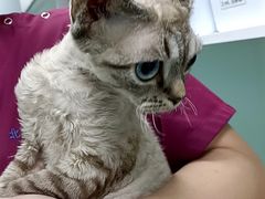 -北京观赏动物医院·24小时大型综合·猫专科·异宠专科