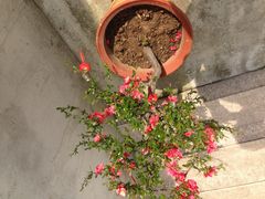iphone_upload_pic-扬州绿地铂骊酒店·品珍轩中餐厅