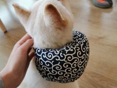 -柴犬小屋·柴餐厅·狗咖食堂(金鼎广场店)