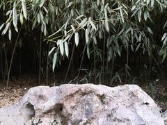 -杭州植物园