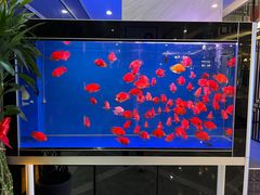 -姜君·千岛湖鱼头馆(浦东大道店)