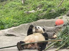 -都江堰中华大熊猫苑