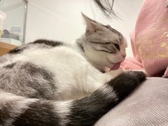 -有喵·猫咖·狗咖·30几只猫10只小狗(岗厦店)