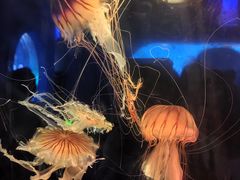 -太平洋海底世界