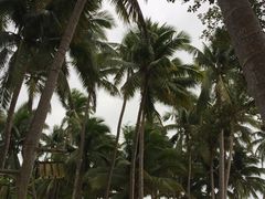 -东郊椰林