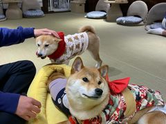 -逗柴咖啡屋·狗咖猫咖宠物桌游