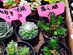 -秦美花卉(天朗·莱茵小城2期店)