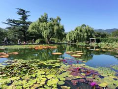 -中国科学院西双版纳热带植物园