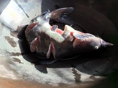 -北京龙庆四季香农家饭庄·灶台鱼·碳烤虹鳟鱼(龙庆峡店)