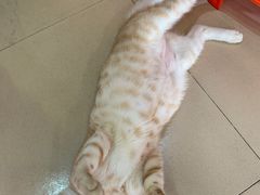 -胡椒猪肚汤(康王店)