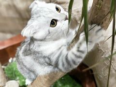 -藏猫猫咖啡主题馆(中央大道店)