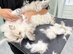 -爱洗澡的猫(天河路店)