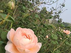 -花博汇(知音花月夜)