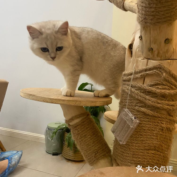 猫咖