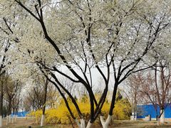 -永定河休闲森林公园