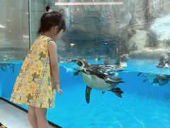 -帝企鹅自助餐厅•儿童岛•真企鹅(长隆企鹅酒店)