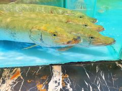 菜单-上和臻品中国菜(花园街店)