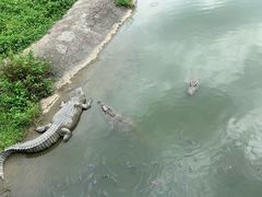 -广州长隆飞鸟乐园