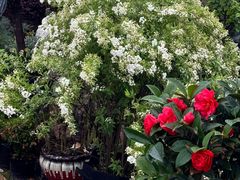 -龙大花卉苗木市场