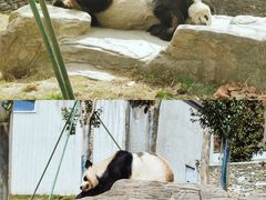 -卧龙中华大熊猫苑神树坪基地