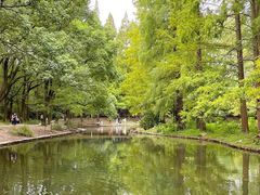 -上海共青森林公园