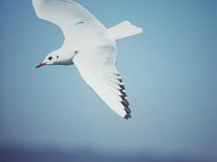 -合肥滨湖国家森林公园