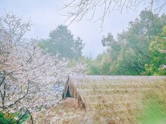 -中国茶叶博物馆(双峰馆区)