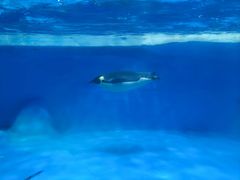 -海合安成都极地海洋公园