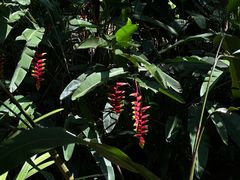 -中国科学院西双版纳热带植物园