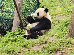 -都江堰中华大熊猫苑
