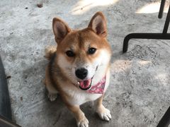 -柴犬高等学院·狗咖·柴犬售卖·宠物训练