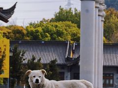 -阿育王寺素斋馆
