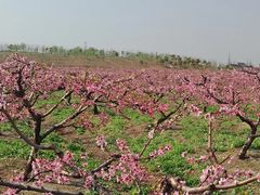 -樂桃源奉贤黄桃种植采摘基地