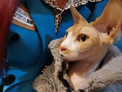 -猫色咖啡·猫咖