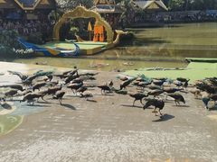 -西双版纳原始森林公园