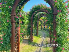 -上海滨江森林公园