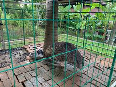 -西双版纳融创皇冠假日度假酒店