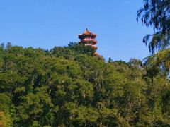 -深圳仙湖植物园