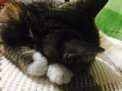 -中农国际动物医院24小时·猫科·骨科·急重症中心