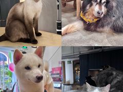 -more than meow吴止猫主题餐厅(承德 中船汇店)