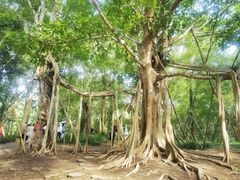 -中国科学院西双版纳热带植物园