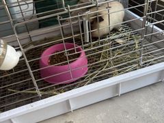 -吉丁鸟咖·异宠·寄养