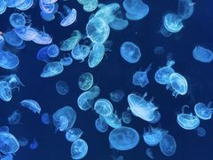 -上海海昌海洋公园