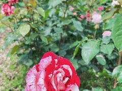 -鹅湖玫瑰文化园