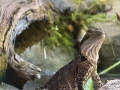 -可伦宾野生动物保护区