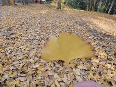 -西湖风景区十里琅珰-五云山