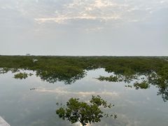 -北海金海湾红树林生态旅游区