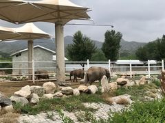 -大青山野生动物园