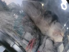 -博特宠物医院24h犬猫全科.骨科·异宠